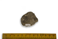 F 01628
<br/>
<br/>
<em></em>